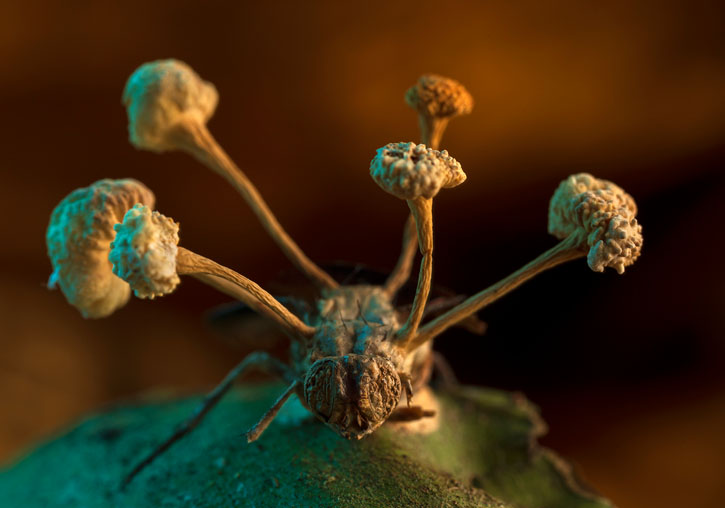 <i>The story of a conquest</i>, overall winner image of the BMC Ecology and Evolution photo contest. Photo: Roberto García Roa.